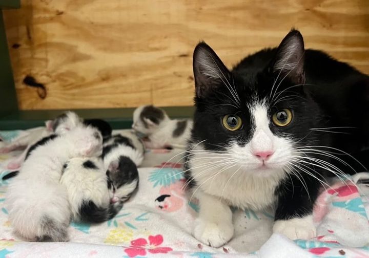 cat newborn kittens
